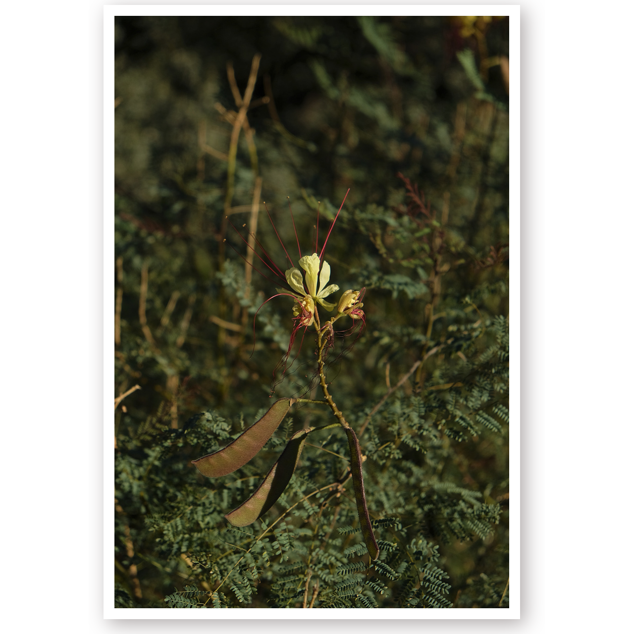 Desert Flower